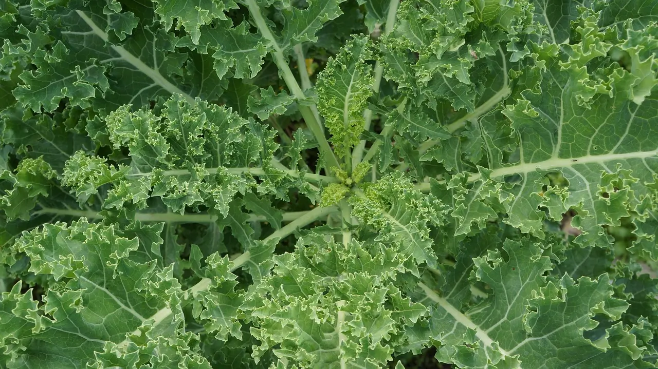 Kale 1644920 1280 Jpg